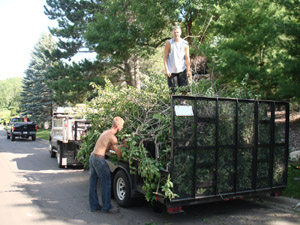 CN'R Lawn N' Landscape - Shrub N' Tree Removal Service